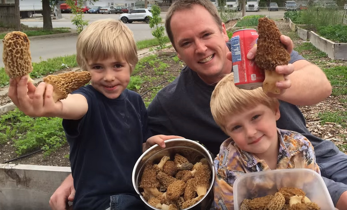 Growing Morel Mushrooms Indoors
 Video How to Grow Morel Mushrooms in Your Own Backyard