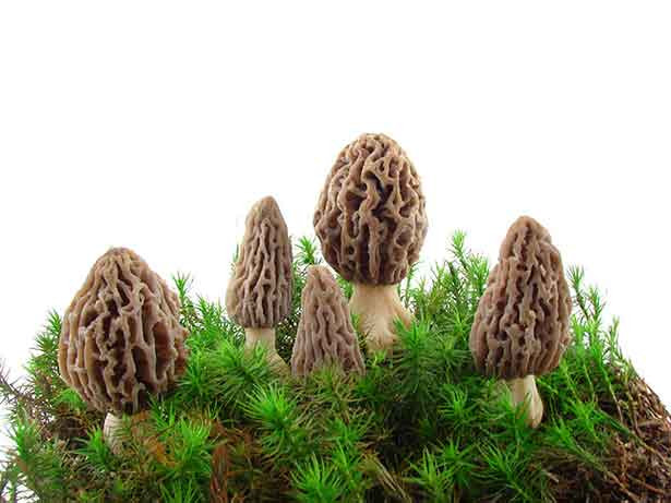 types of edible mushrooms Growing Morel Mushrooms Indoors
9 Delicious Types of Edible Mushrooms Nutrition Advance