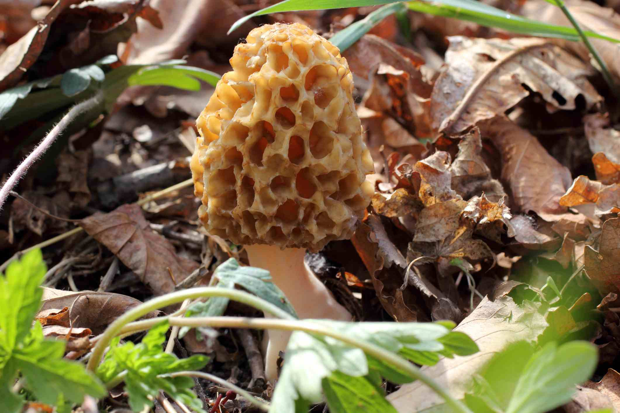 Growing Morel Mushrooms Indoors
 How to Grow and Care for Morel Mushrooms