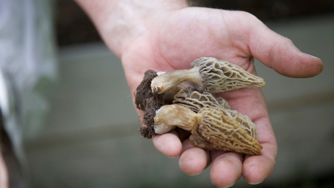 Growing Morel Mushrooms Indoors
 How to Grow Morel Mushrooms plete Guide