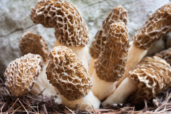 Growing Morel Mushrooms Indoors
 The 25 best Growing morel mushrooms ideas on Pinterest