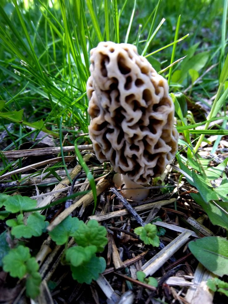 Growing Morel Mushrooms Indoors
 Top 30 Growing Morel Mushrooms Indoors Best Round Up