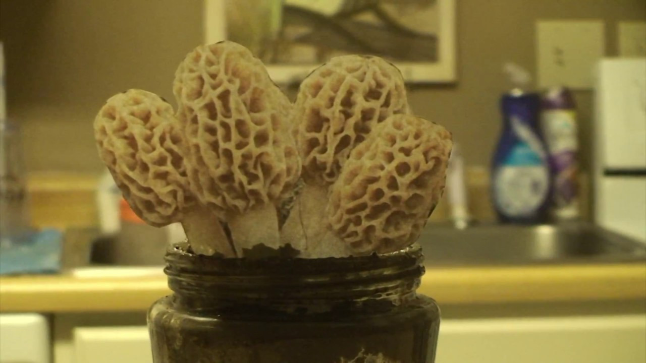 Top 30 Growing Morel Mushrooms Indoors – Home, Family, Style and Art Ideas