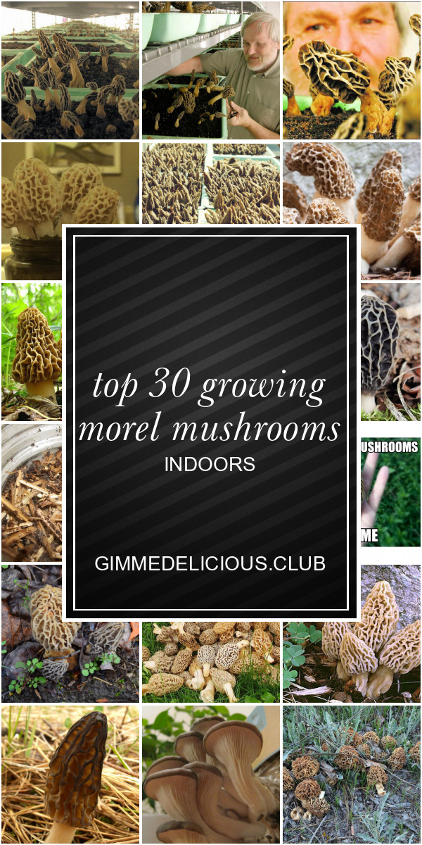 Growing Morel Mushrooms Indoors
 Top 30 Growing Morel Mushrooms Indoors Best Round Up