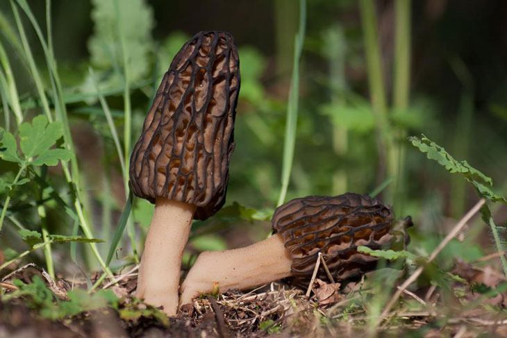 Growing Morel Mushrooms Indoors
 How To Grow Morel Mushrooms At Nearly $0 Without Searching