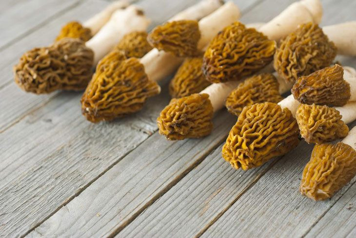 Growing Morel Mushrooms Indoors
 How To Grow Morel Mushrooms At Nearly $0 Without Searching