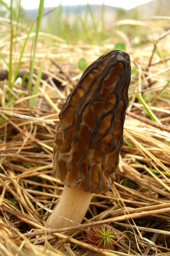 Growing Morel Mushrooms Indoors
 Top 30 Growing Morel Mushrooms Indoors Best Round Up