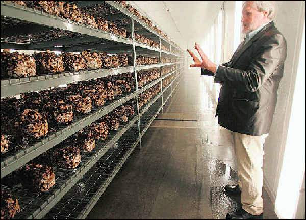 Growing Morel Mushrooms Indoors
 Western Michigan facility grows morels indoors year round