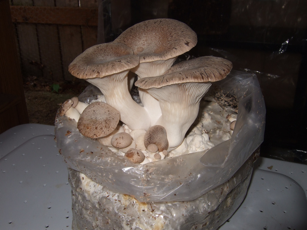 Growing Morel Mushrooms Indoors
 Top 30 Growing Morel Mushrooms Indoors Best Round Up