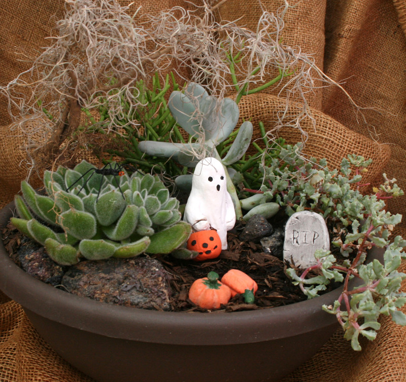 Halloween Fairy Garden
 Learn to make a fairy garden with holiday theme in hands