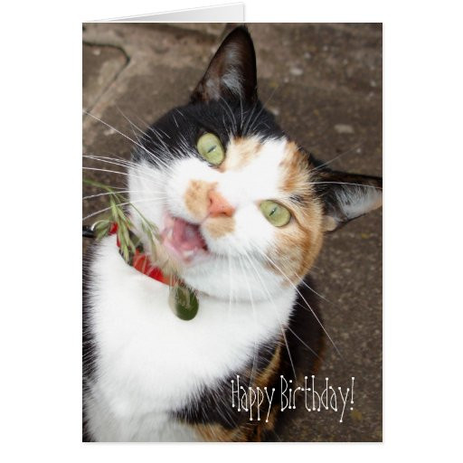 Happy Birthday Singing Cards
 singing tabby Happy Birthday Greeting Cards