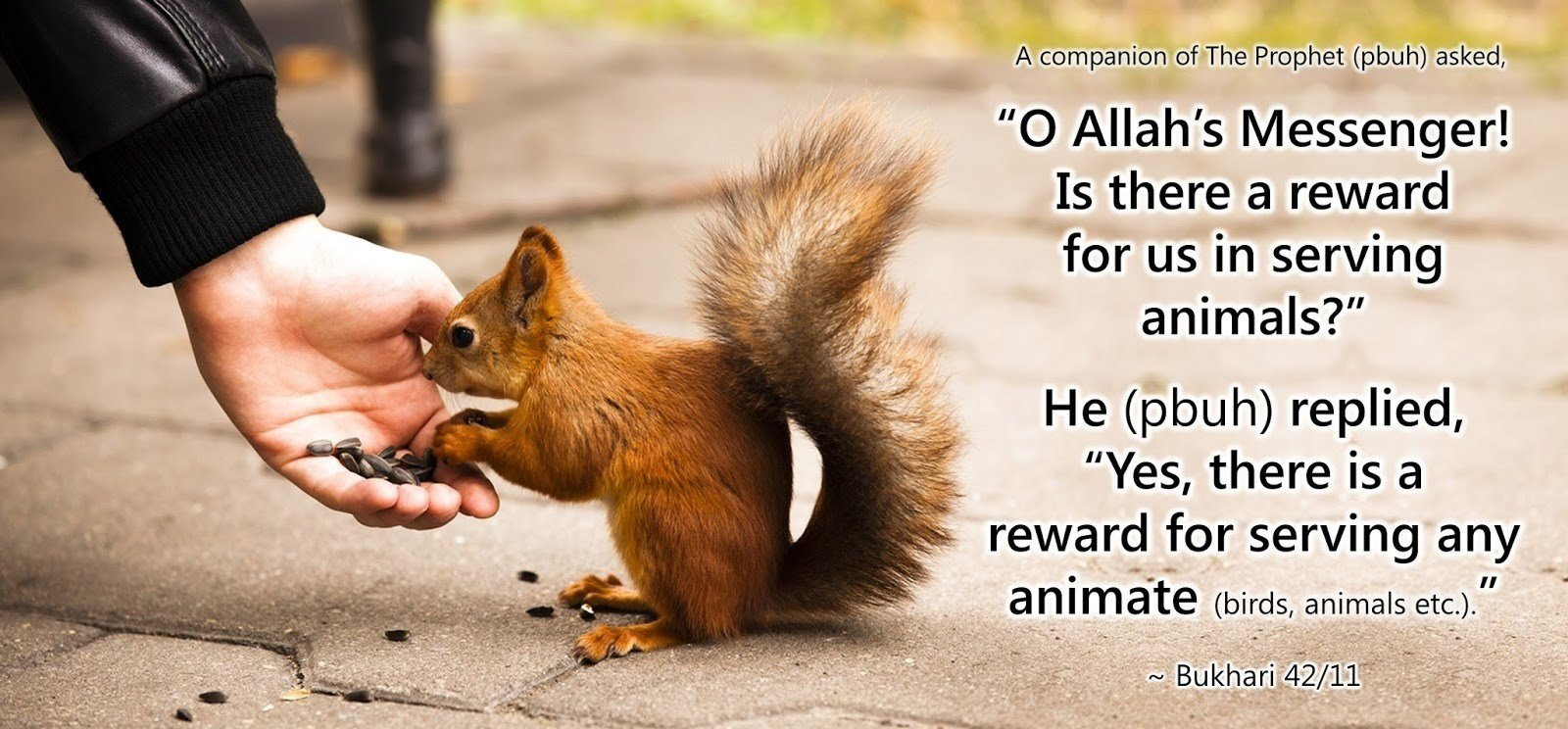 Kindness To Animals Quotes
 20 Islamic Quotes Kindness To Animals