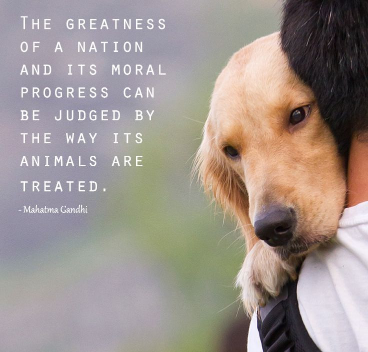 Kindness To Animals Quotes
 The greatness of a nation and its moral progress can be