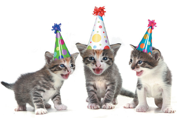 Kitten Birthday Party
 What’s Mew at Catster Check Out These January 2018 Cat