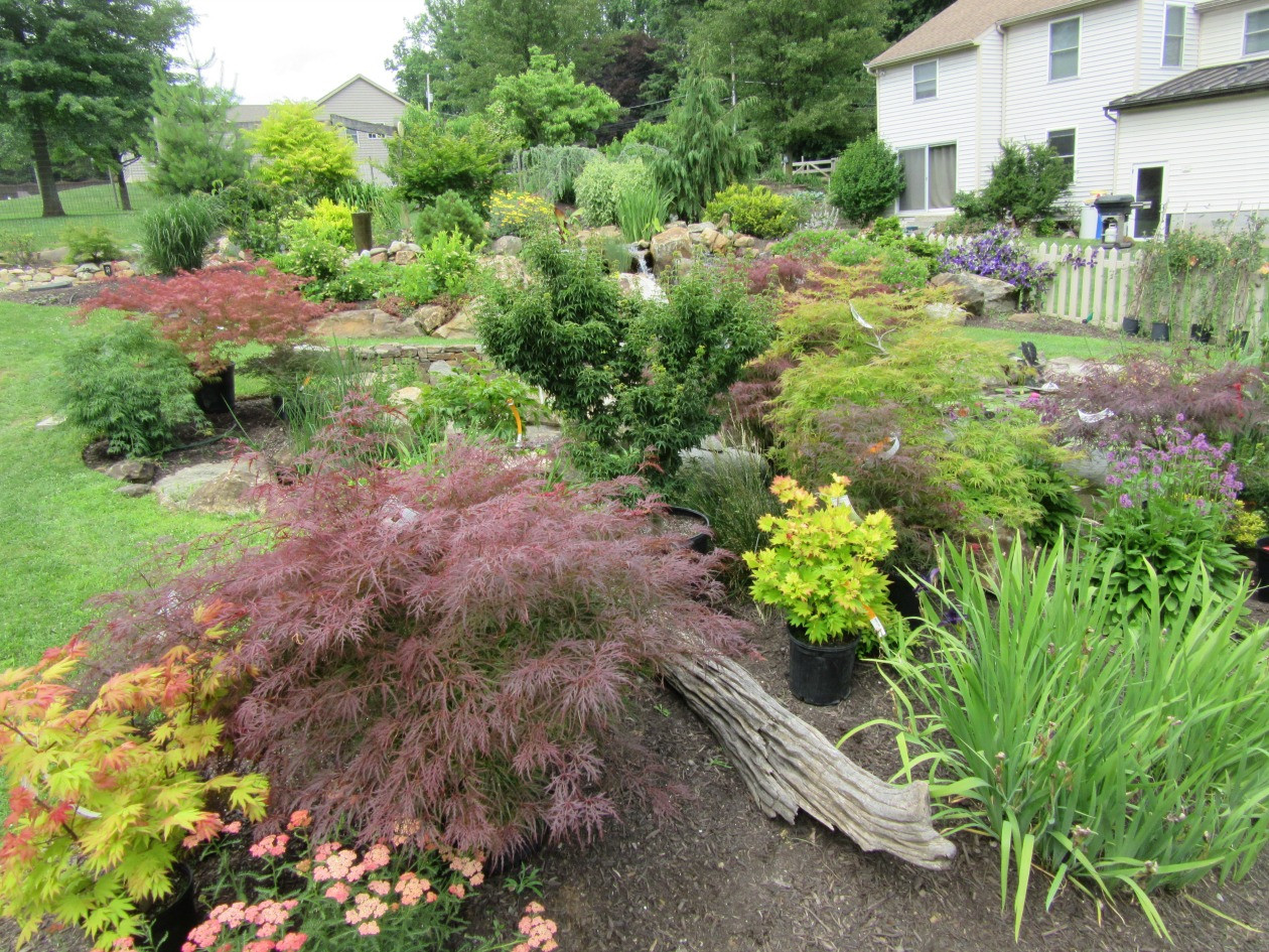 Landscape Design With Japanese Maple
 Everything You Need To Know About Japanese Maples Turpin