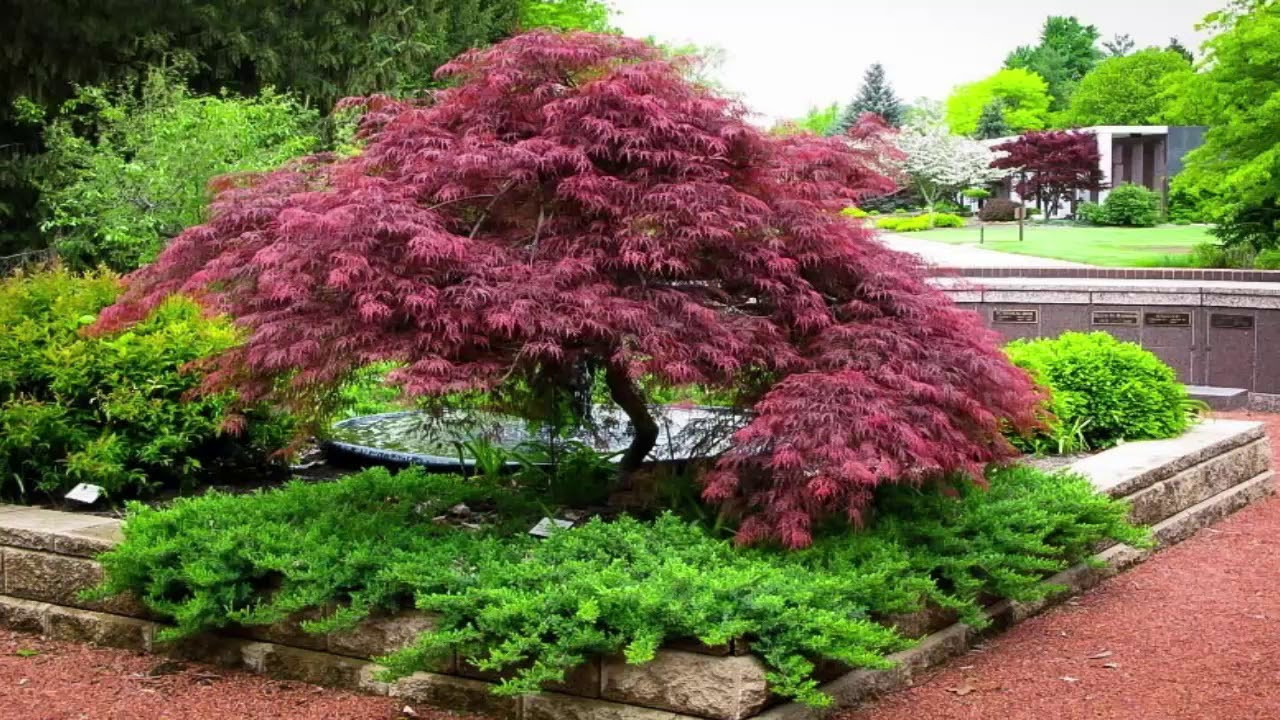 Landscape Design With Japanese Maple
 Japanese Maple Garden Design