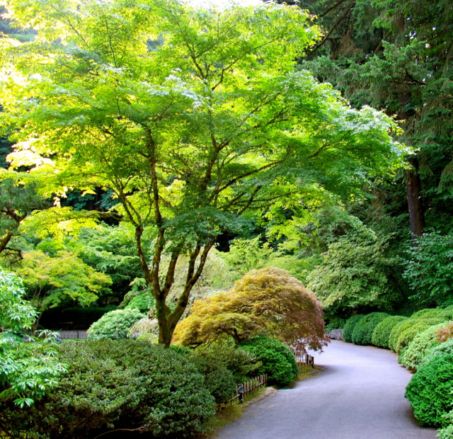 Landscape Design With Japanese Maple
 Plant Spotlight Japanese Maples Terre Verte Landscape