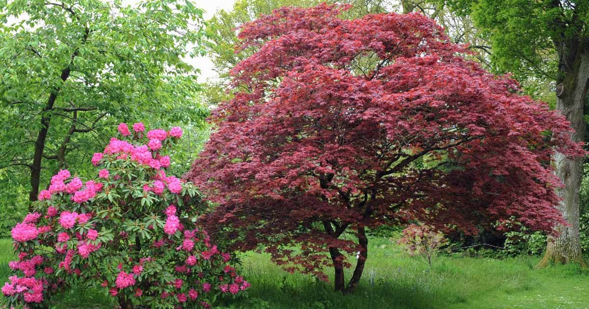 Landscape Design With Japanese Maple
 75 Japanese Maple Tree Landscaping Ideas