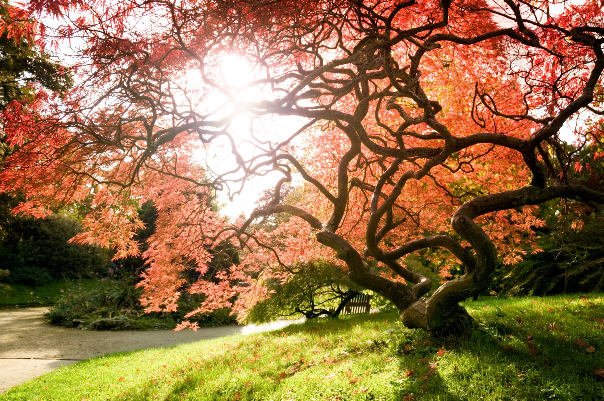 Landscape Design With Japanese Maple
 Living Art – Japanese Maples