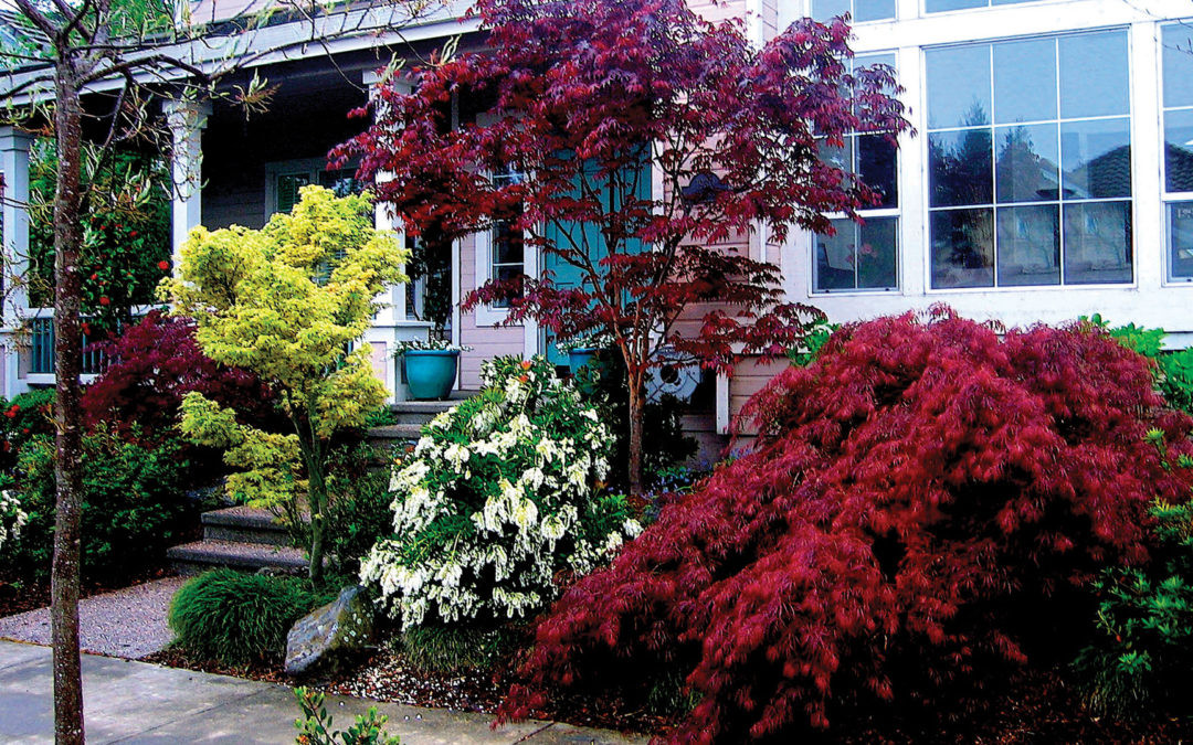 Landscape Design With Japanese Maple
 Landscaping with Japanese Maples