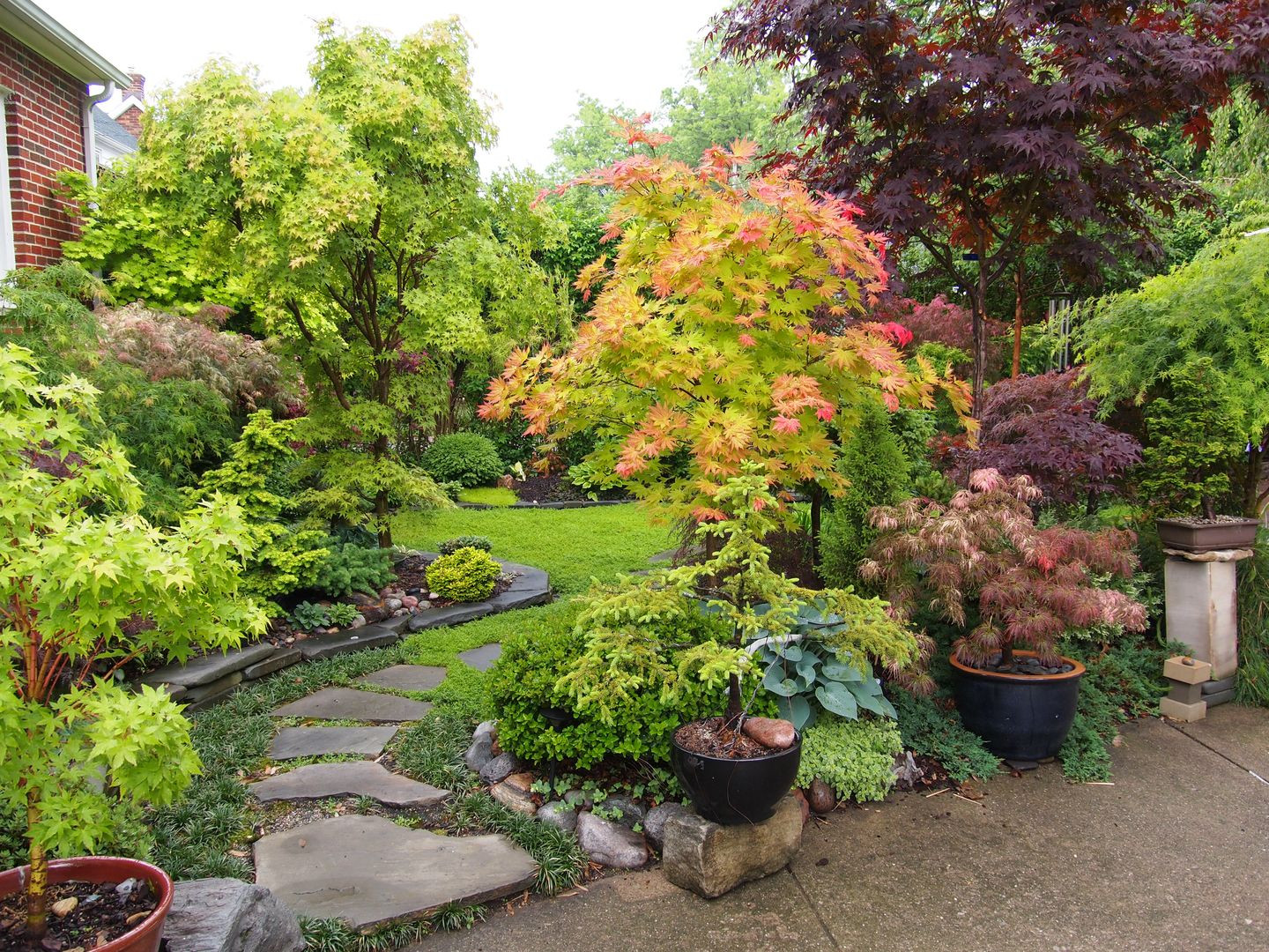 Landscape Design With Japanese Maple
 Garden design by Garden PhD Japanese maples conifers