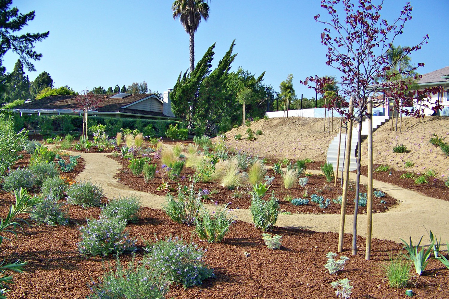 Landscape Designer Jobs
 San Diego landscape design job photo by Steven Letz Letz