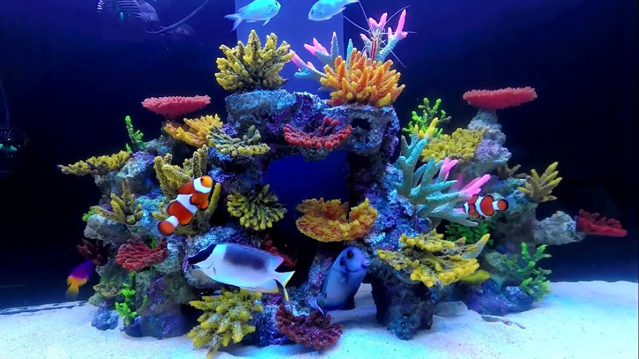 Living Color Aquarium
 Aqua Reef 400 White Set Up HD Greenacres