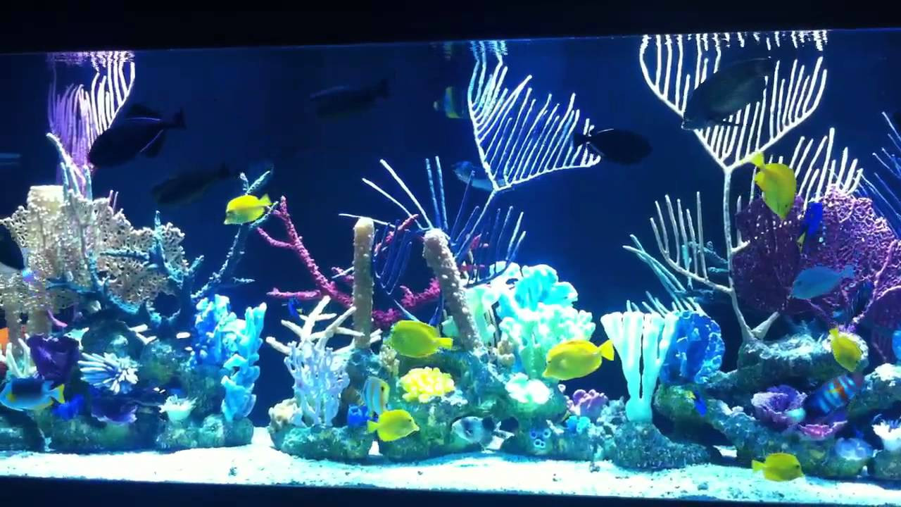Living Color Aquarium
 1100 gallon salt water aquarium with with In Living Color