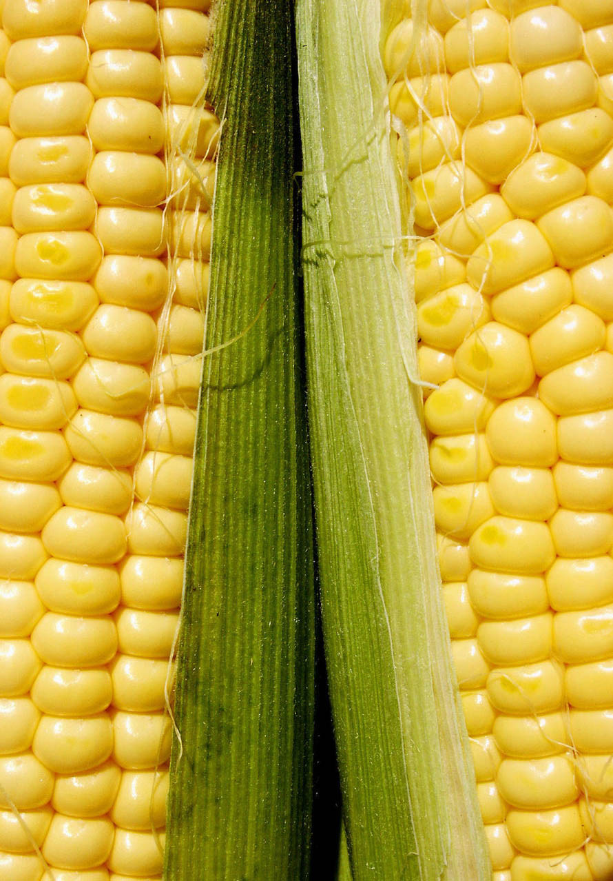 Microwave Corn In Husk
 How To Cook Corn In The Husk Microwave Grill Bake Boil