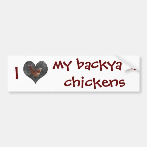 My Backyard Chicken
 I Love My Backyard Chickens Bumper Sticker Car Bumper