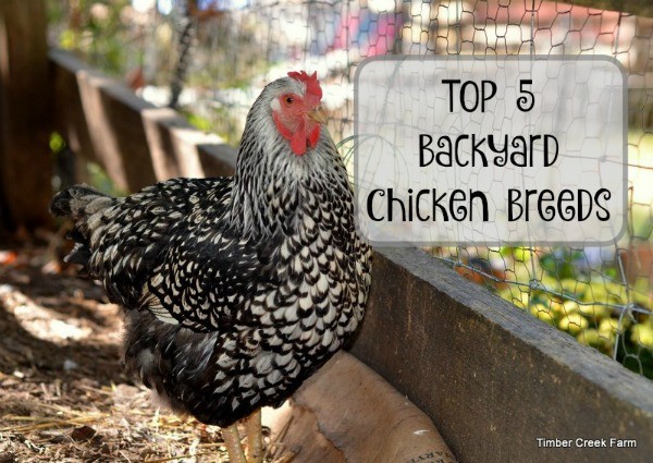 My Backyard Chicken
 Best Backyard Chickens Timber Creek Farm