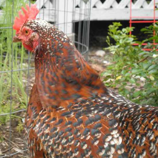 My Backyard Chicken
 My Backyard Chicken Flock Farm Fresh and Frugal Blog