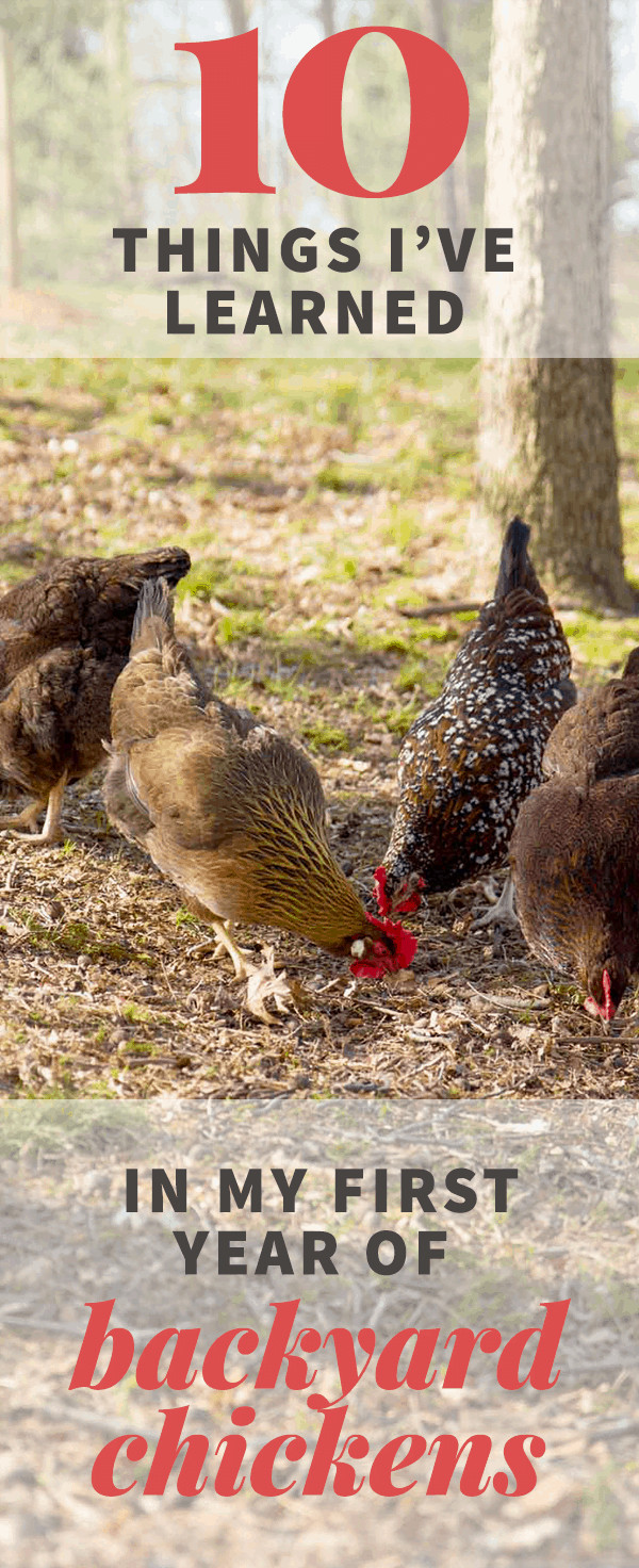 My Backyard Chicken
 10 Things I ve Learned In My First Year of Having Backyard