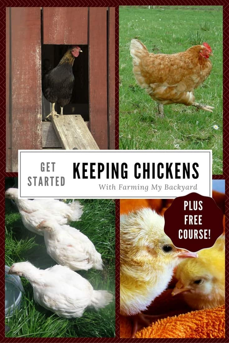 My Backyard Chicken
 Get Started Raising Chickens Farming My Backyard