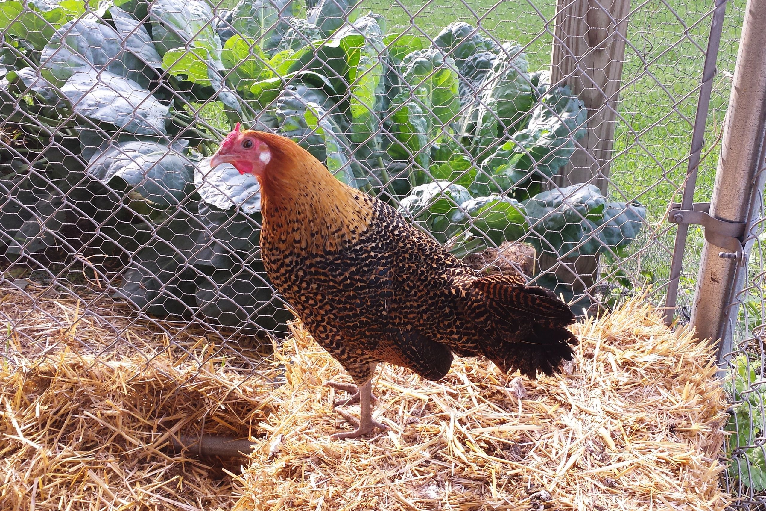 My Backyard Chicken
 Is it Legal to Raise Chickens in My Suburban Backyard