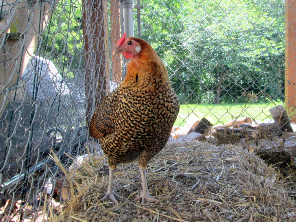 My Backyard Chicken
 Meet the Girls and learn about three backyard chicken