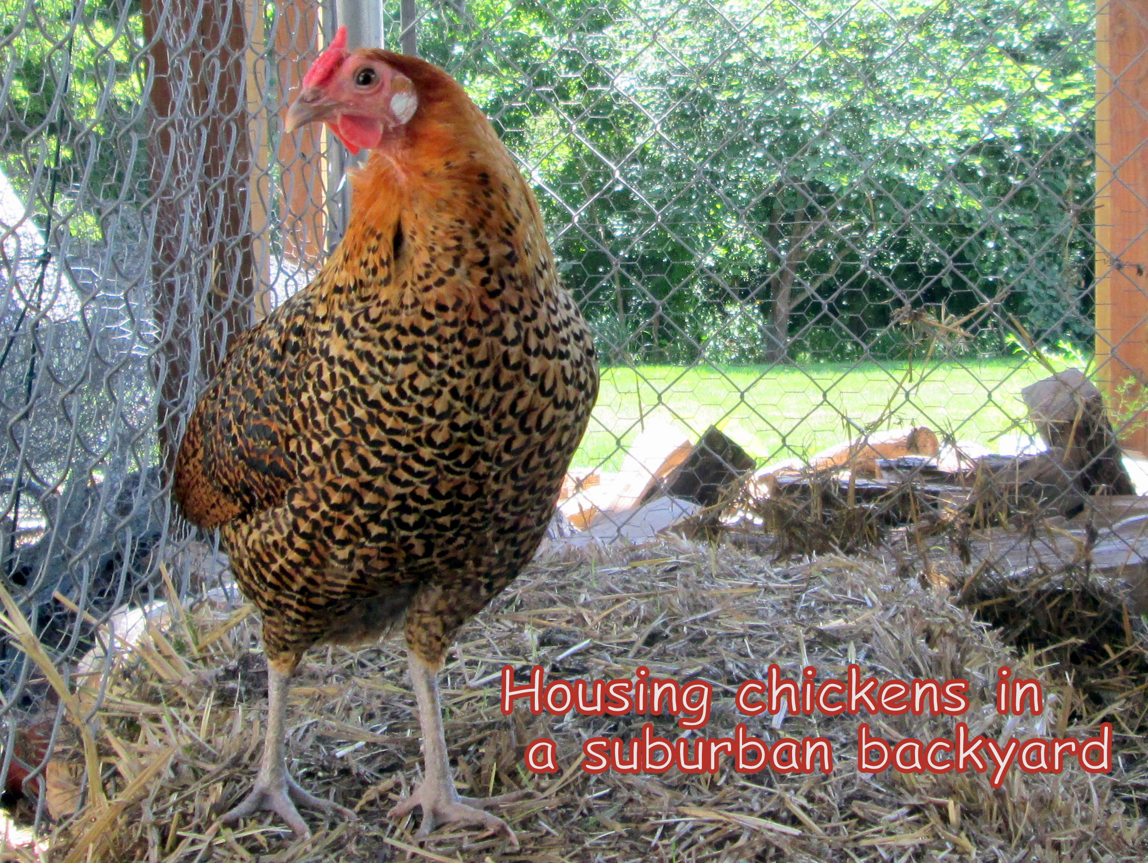 My Backyard Chicken
 Housing Chickens in a Suburban Backyard Counting My