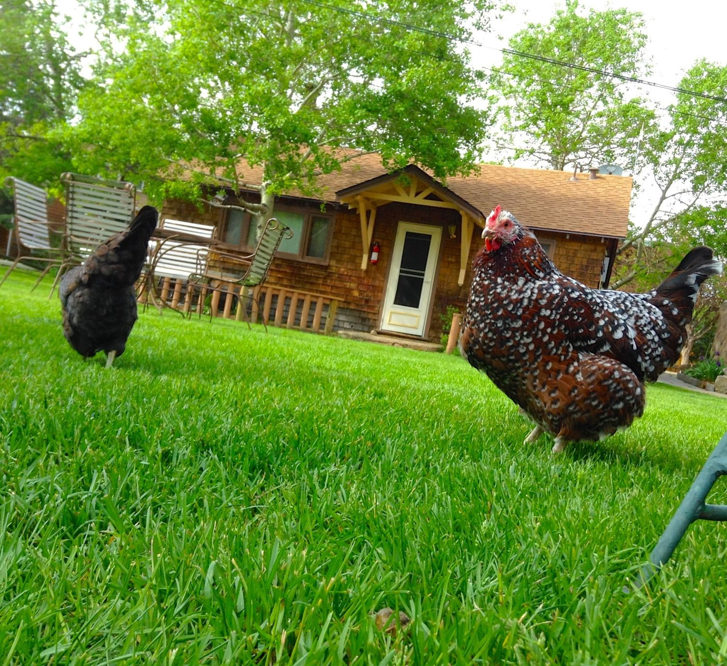 My Backyard Chicken
 My Mountain Girls BackYard Chickens munity