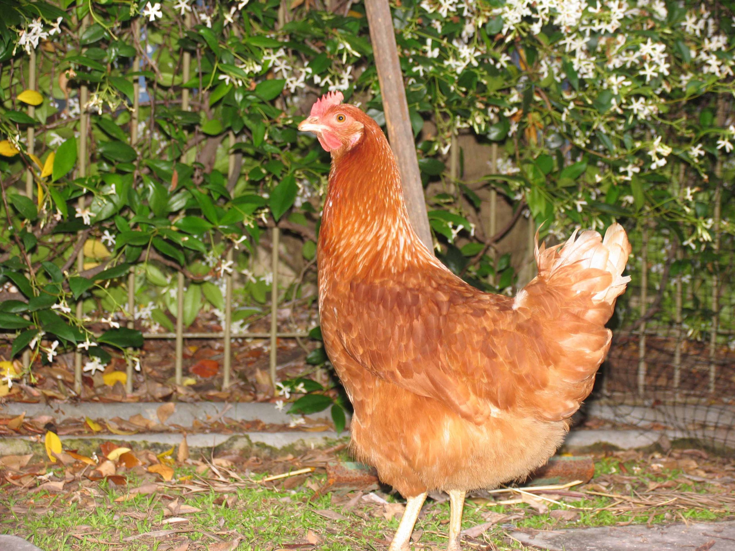 My Backyard Chicken
 Owning Backyard Chickens – What Breed