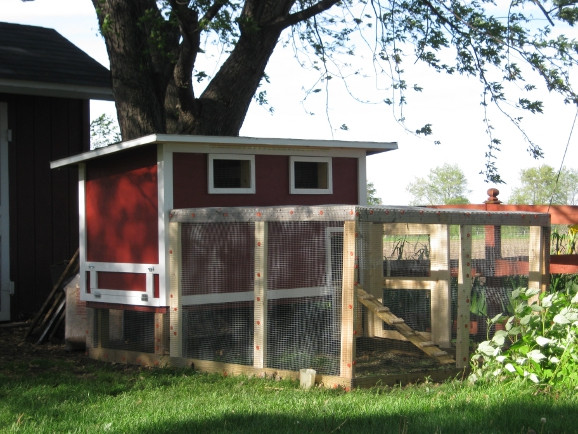 My Backyard Chicken
 My Backyard Chicken Coop