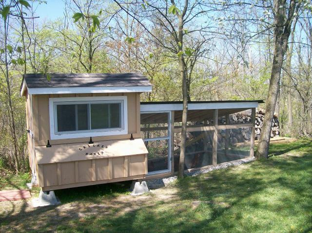 My Backyard Chicken
 My Chicken Coop 6