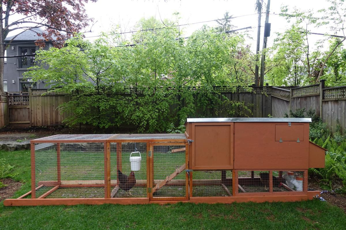 My Backyard Chicken
 What the cluck Coop reno for my backyard hens brings cost