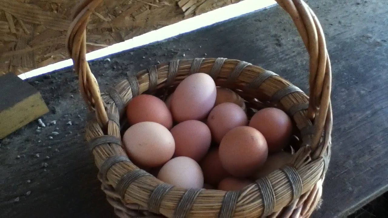 My Backyard Chicken
 Collecting The Eggs From My Backyard Chickens