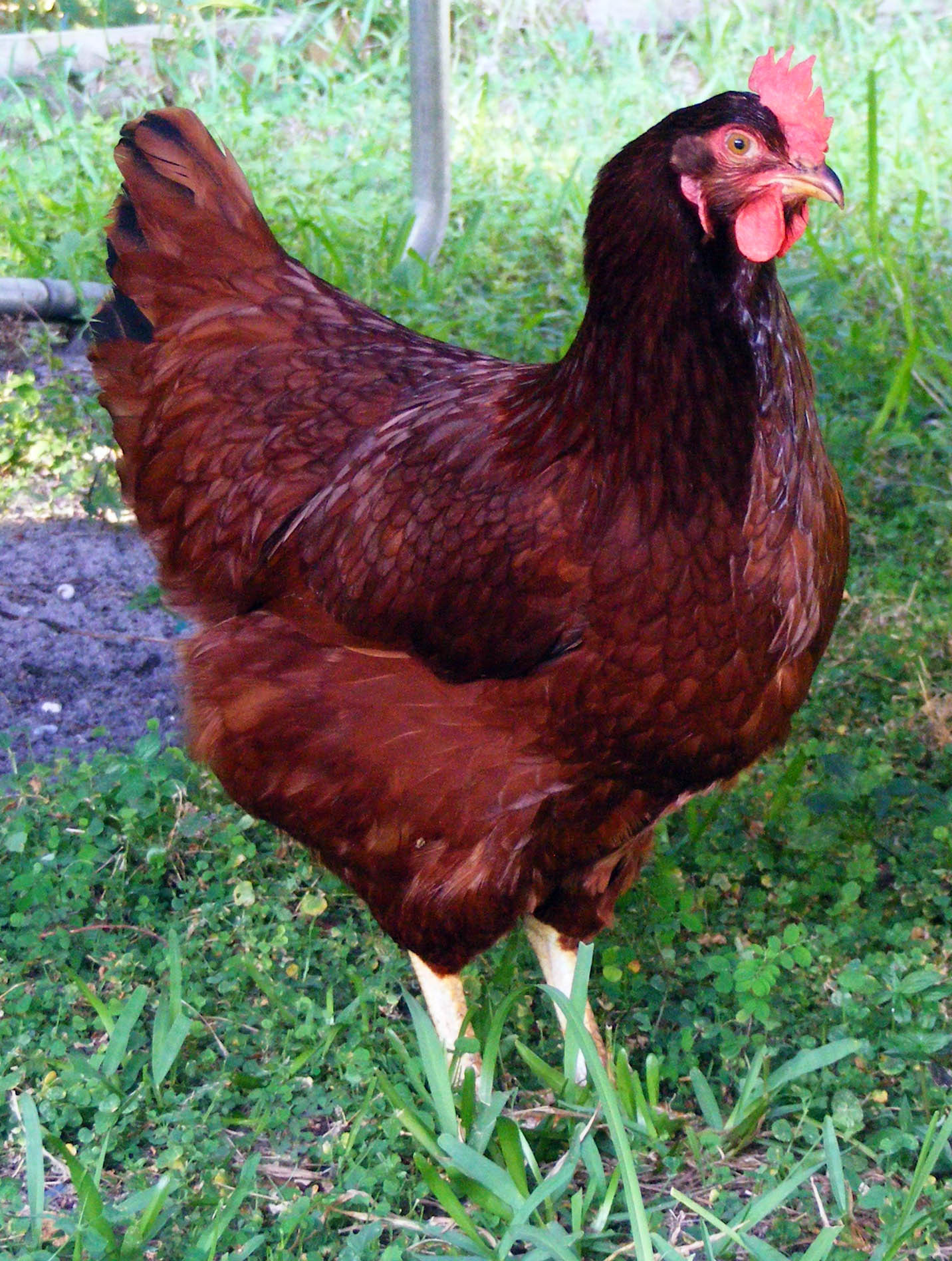 My Backyard Chicken
 My Backyard Chickens