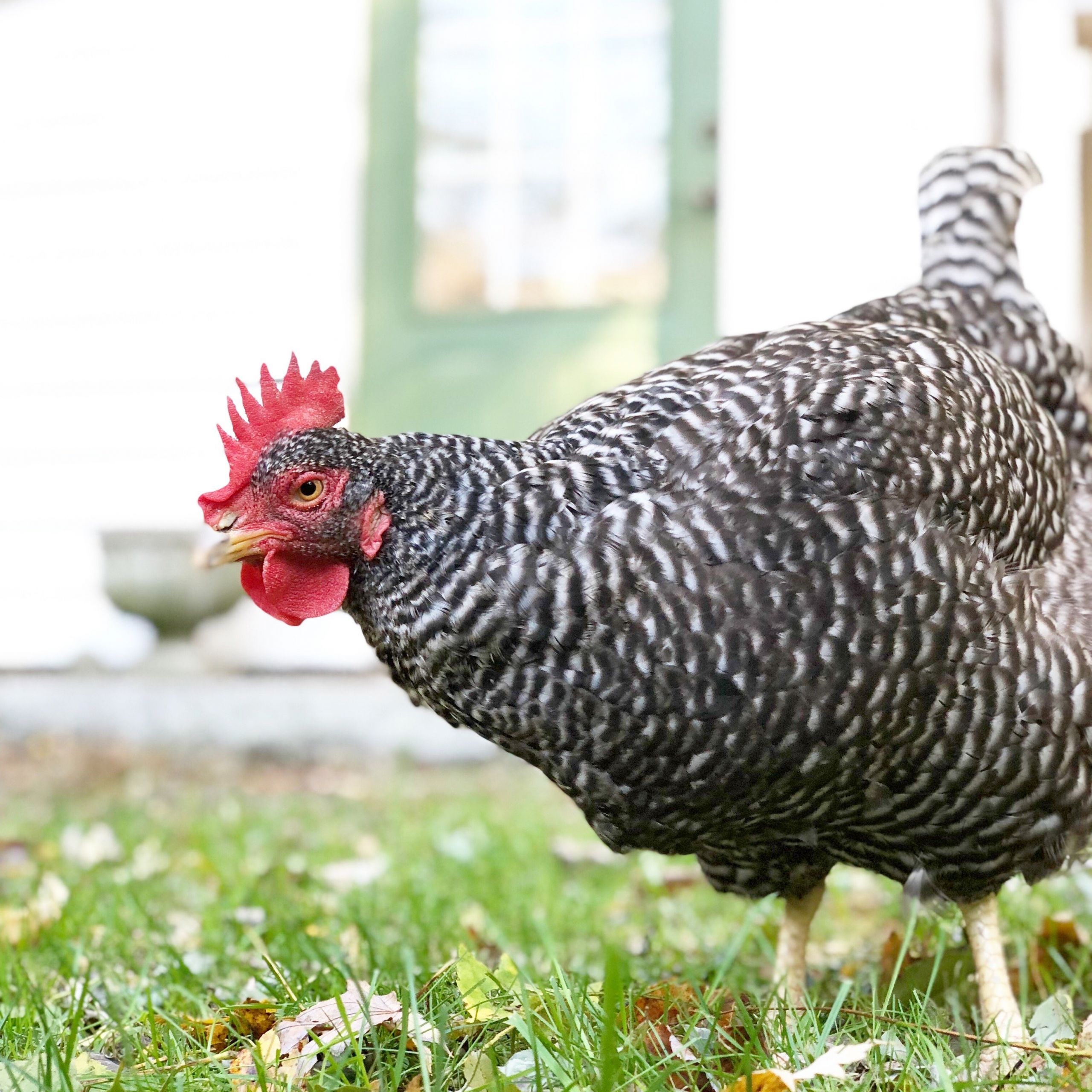 My Backyard Chicken
 How Much Should I Be Feeding My Backyard Chickens