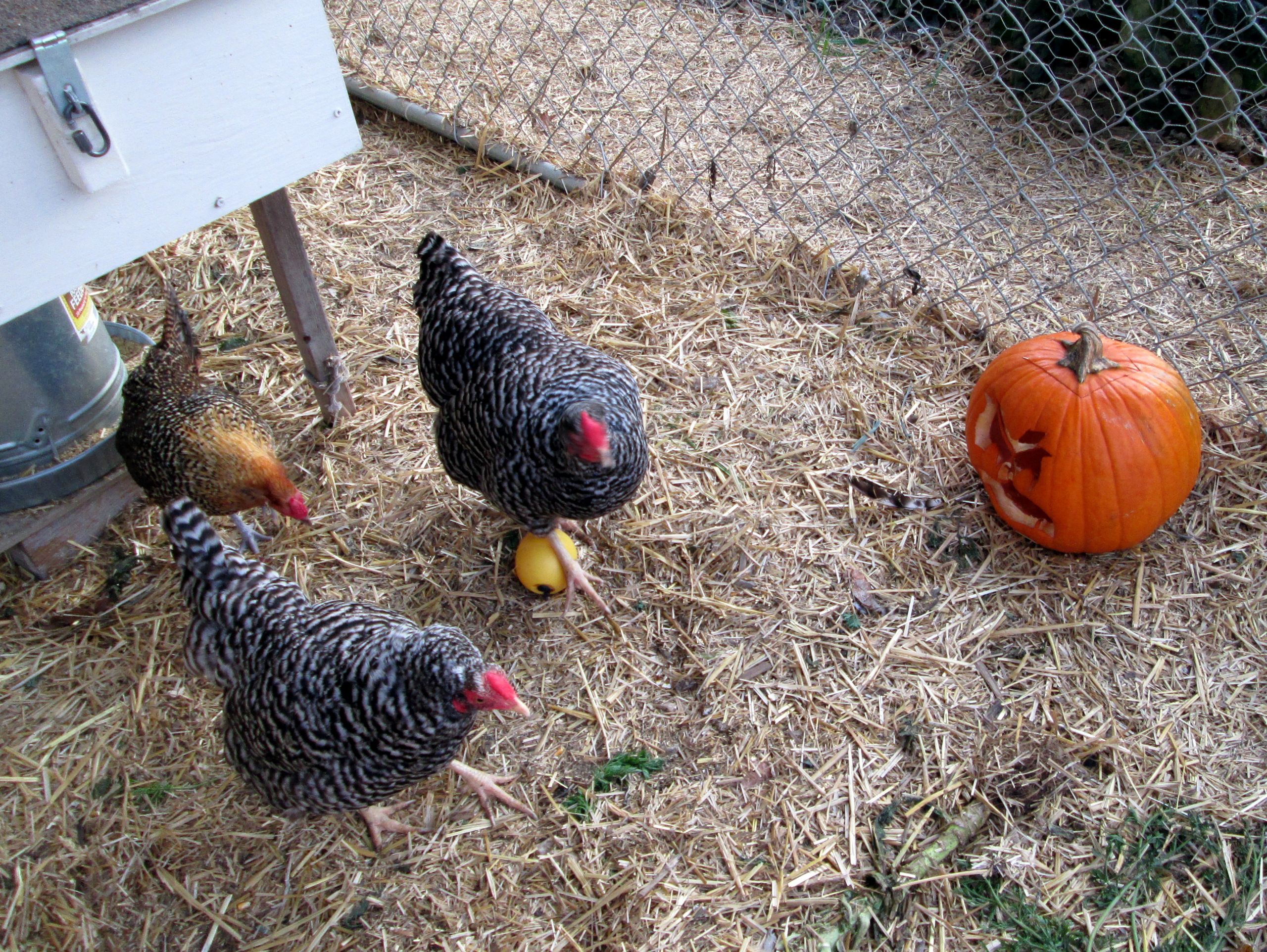 My Backyard Chicken
 Is it legal to raise chickens in my suburban backyard