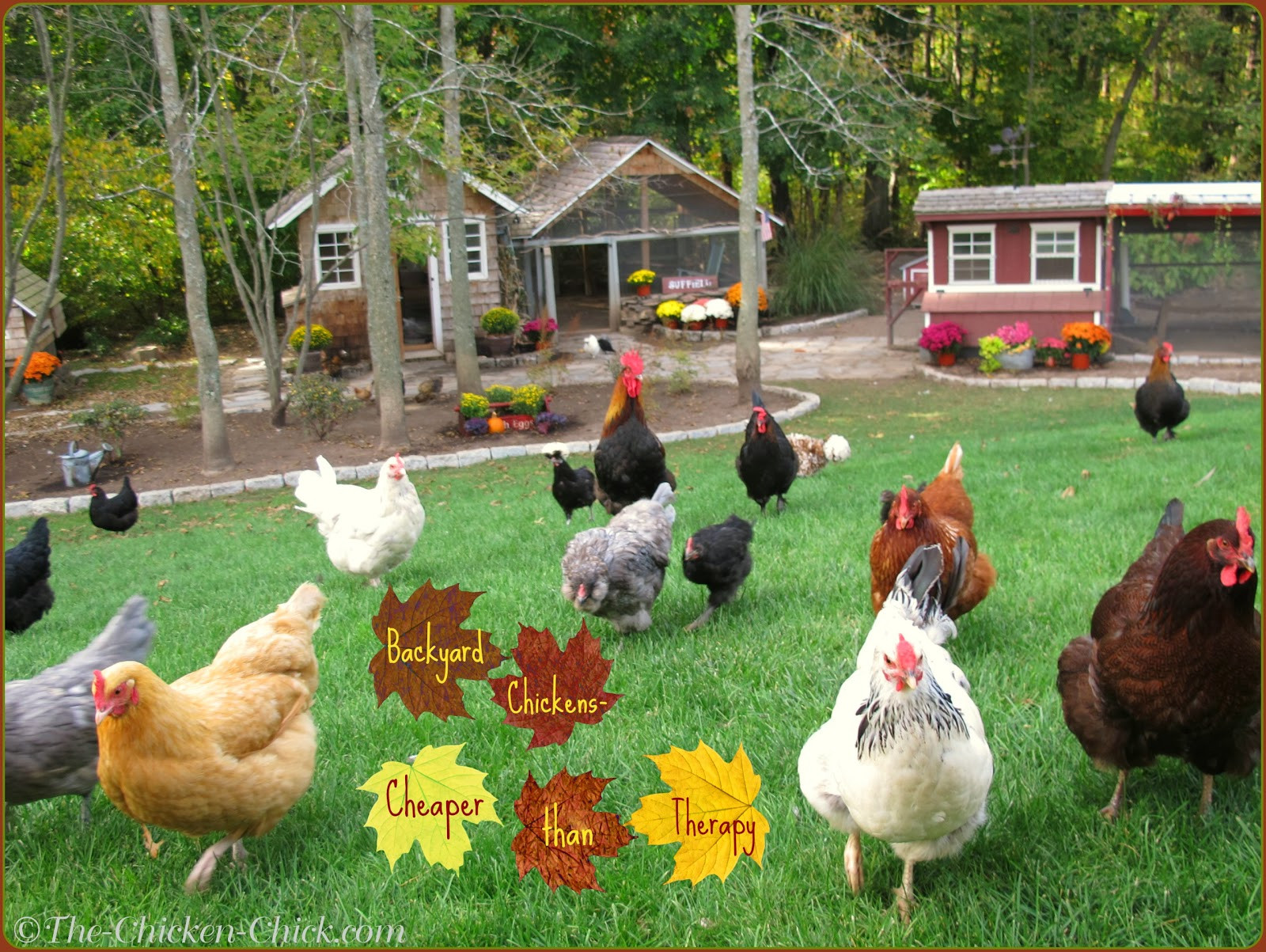 My Backyard Chicken
 Tips for Selecting Chicken Breeds The Breed I Need