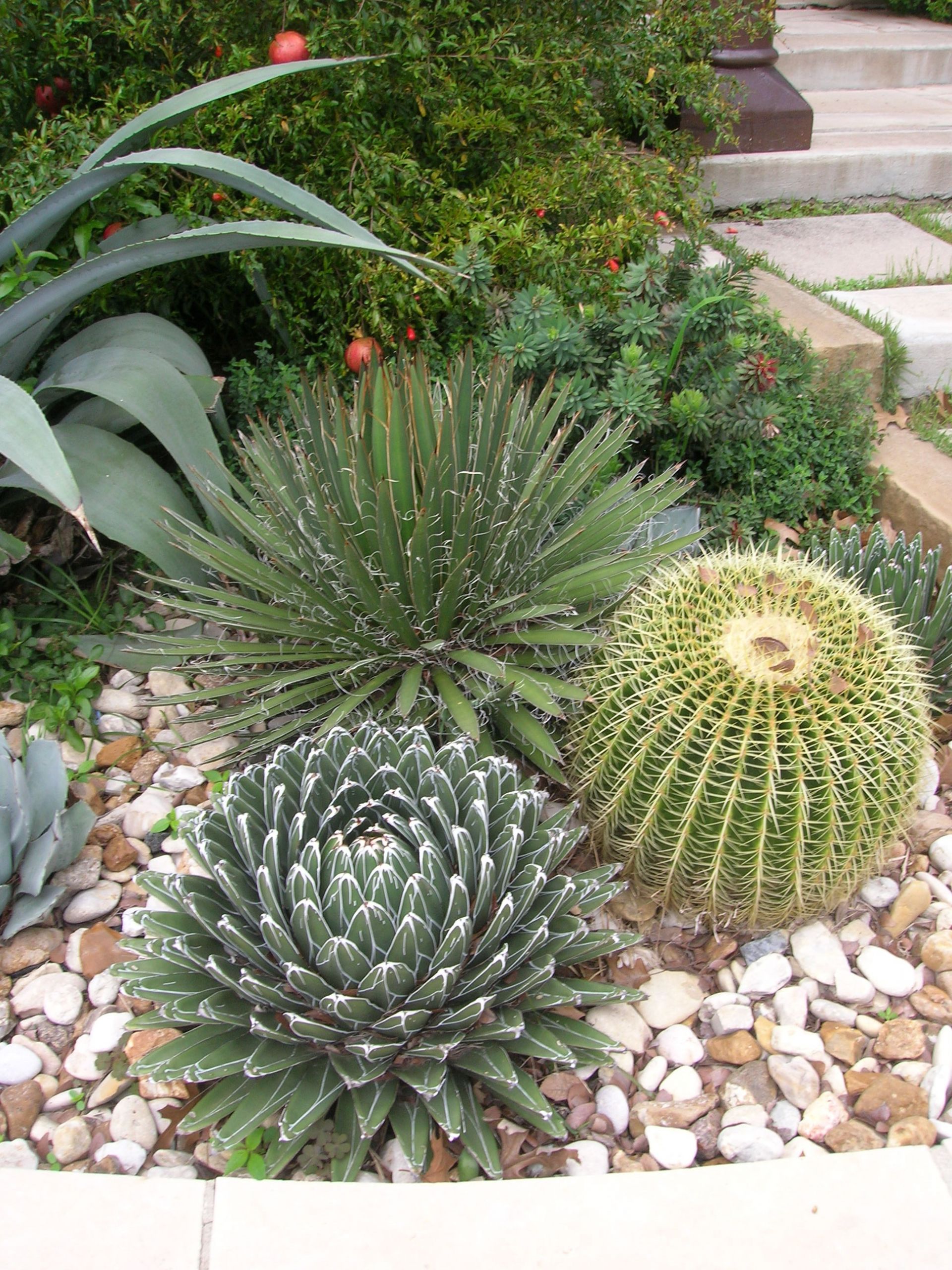 Outdoor Landscape Trees
 Outdoor Cactus Garden Ideas For The Best Looking Landscape