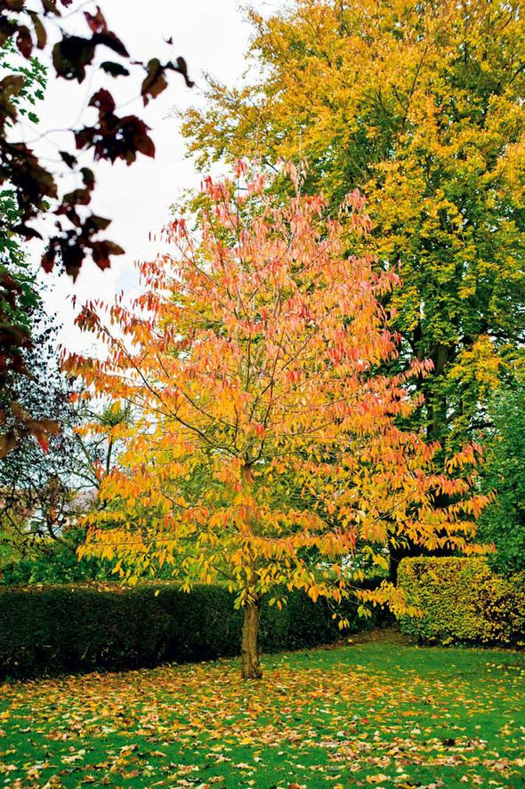 Outdoor Landscape Trees
 Alan Titchmarsh on planting trees Garden