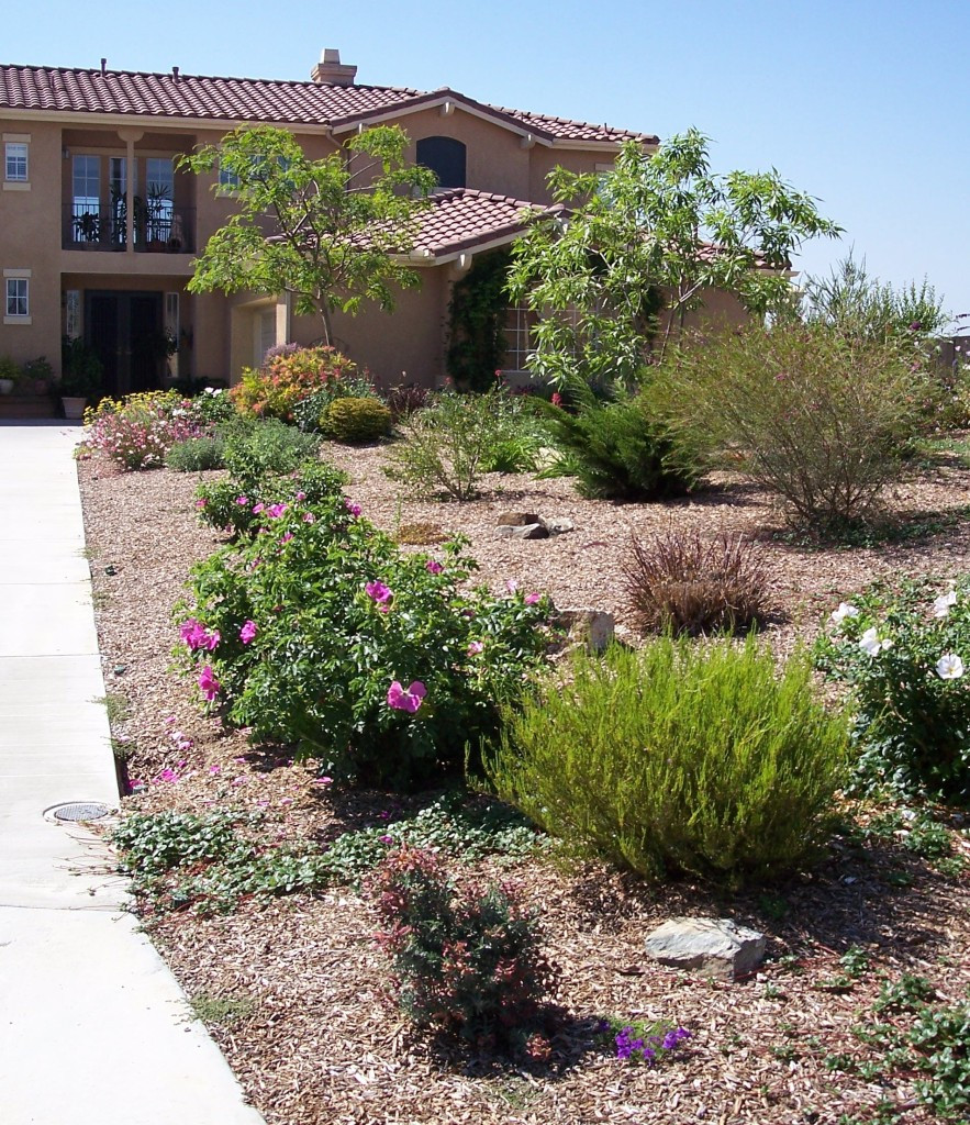 Outdoor Landscape Trees
 Front yard after introduction of trees and other colorful